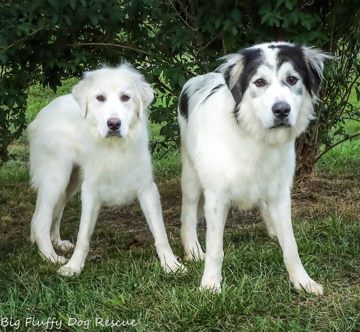 Dog for adoption - Fawkes & Hedwig (Bonded Pair), a Great Pyrenees Mix