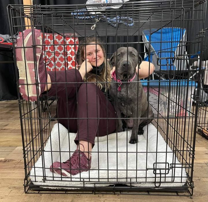 Dog For Adoption Celeste An American Bully Terrier Mix In Hollywood Fl Petfinder