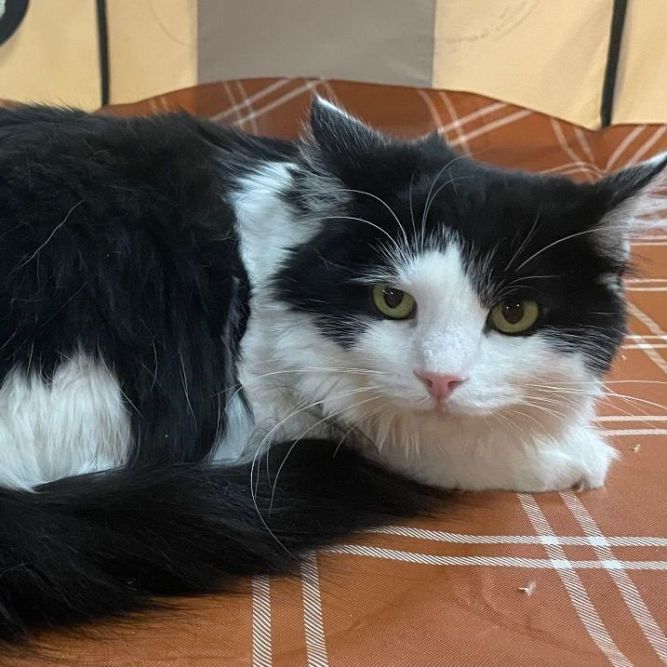 Cat for adoption - Petunia, a Domestic Long Hair in Ross, OH | Petfinder