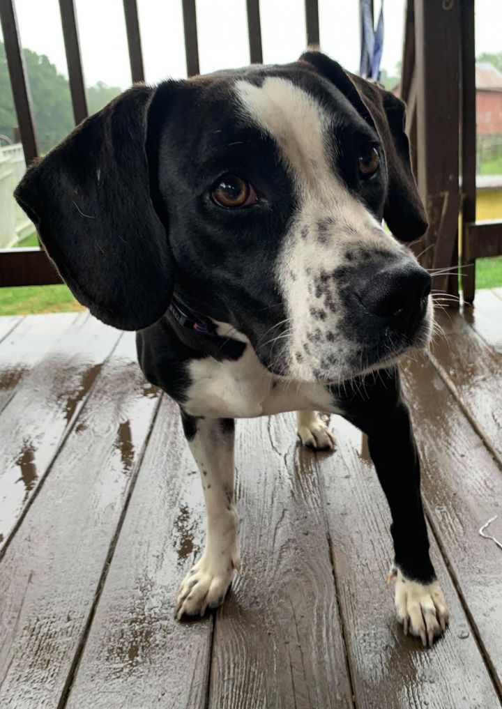 pointer beagle hound mix