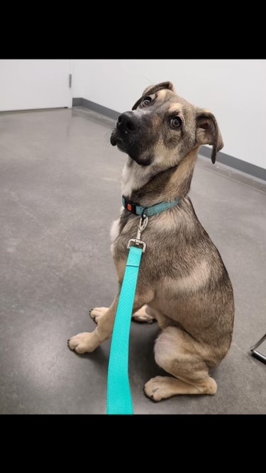 Isabella, an adoptable Rhodesian Ridgeback, Husky in Chattanooga, TN, 37421 | Photo Image 1