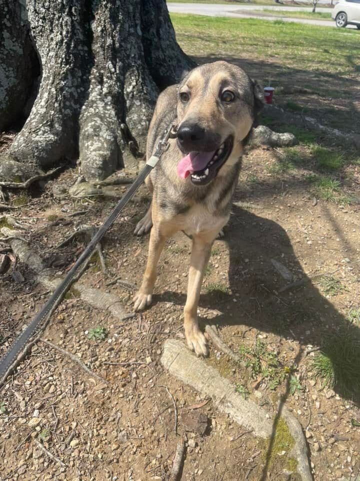 Ridgeback cheap husky mix