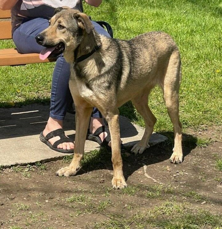 Ridgeback cheap husky mix