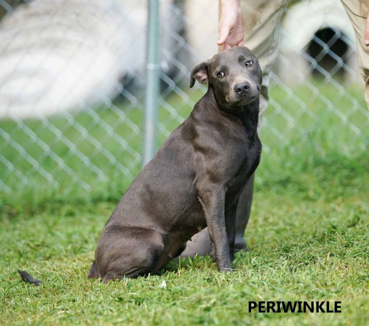 Periwinkle, an adopted Labrador Retriever & Pit Bull Terrier Mix in Washington, GA_image-1