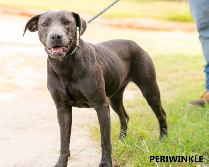 Periwinkle, an adopted Labrador Retriever & Pit Bull Terrier Mix in Washington, GA_image-4