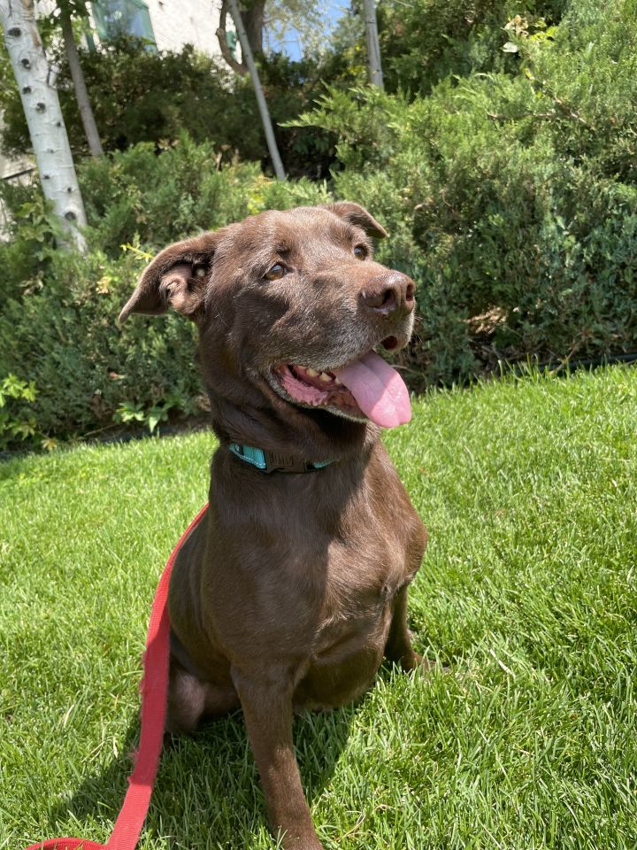 Cecil, an adopted Chocolate Labrador Retriever Mix in Denver, CO_image-1