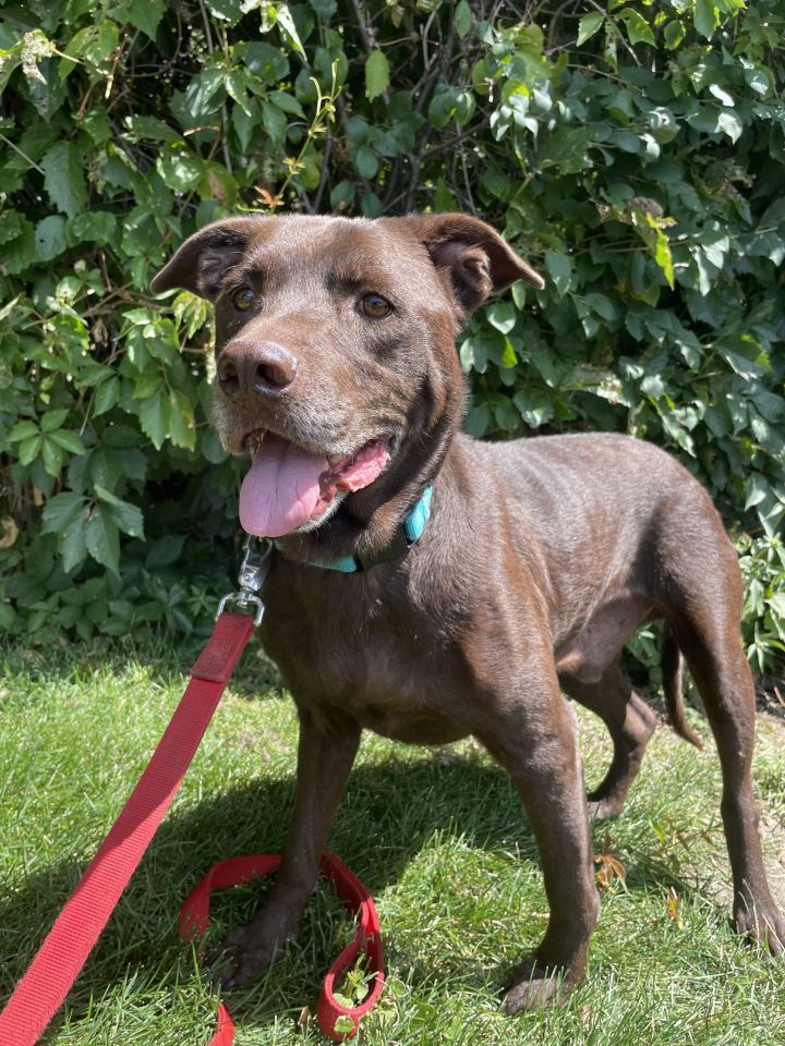 Cecil, an adopted Chocolate Labrador Retriever Mix in Denver, CO_image-4