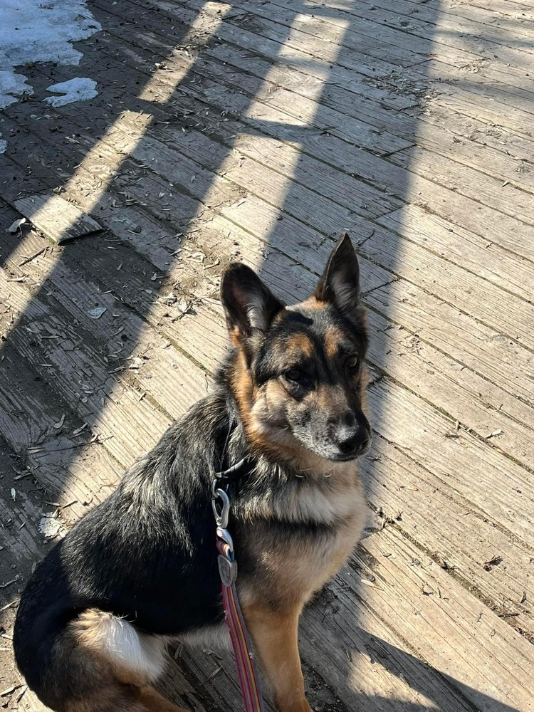 Scout, an adoptable German Shepherd Dog in Suamico, WI, 54173 | Photo Image 1