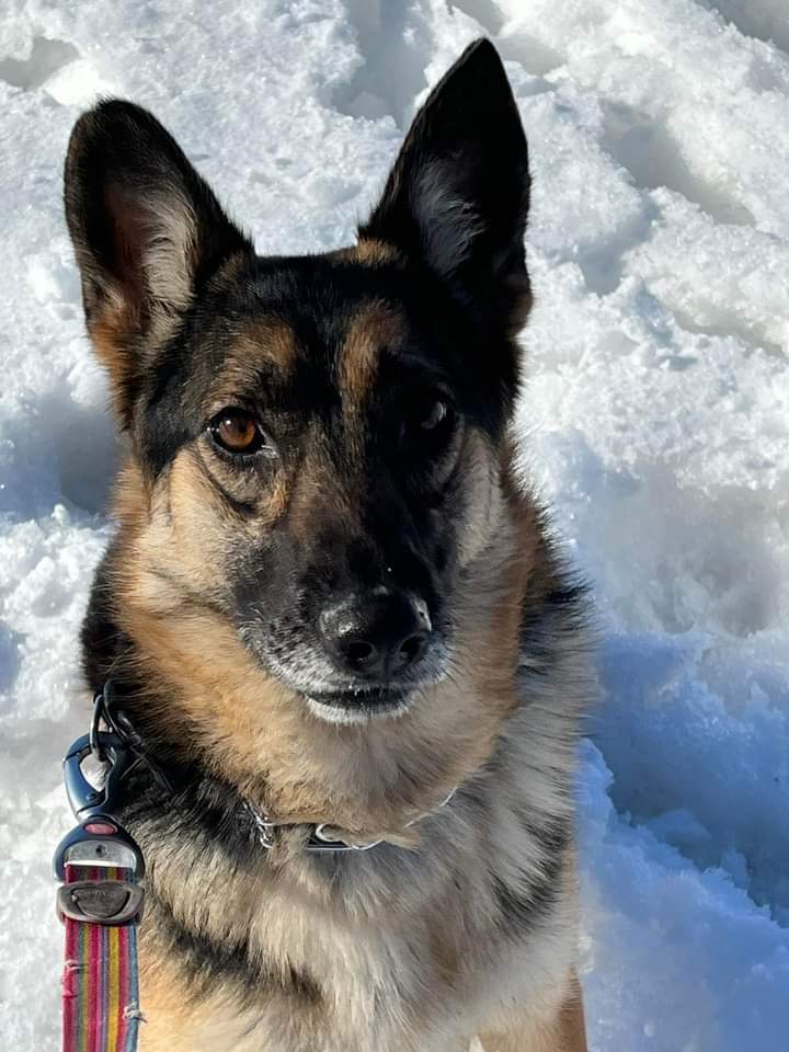 Scout, an adoptable German Shepherd Dog in Suamico, WI, 54173 | Photo Image 2