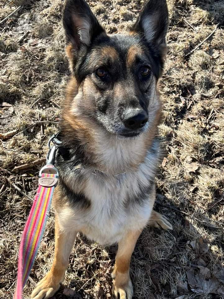 Scout, an adoptable German Shepherd Dog in Suamico, WI, 54173 | Photo Image 3