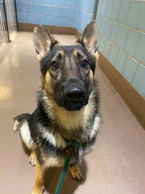 Scout, an adoptable German Shepherd Dog in Suamico, WI, 54173 | Photo Image 5