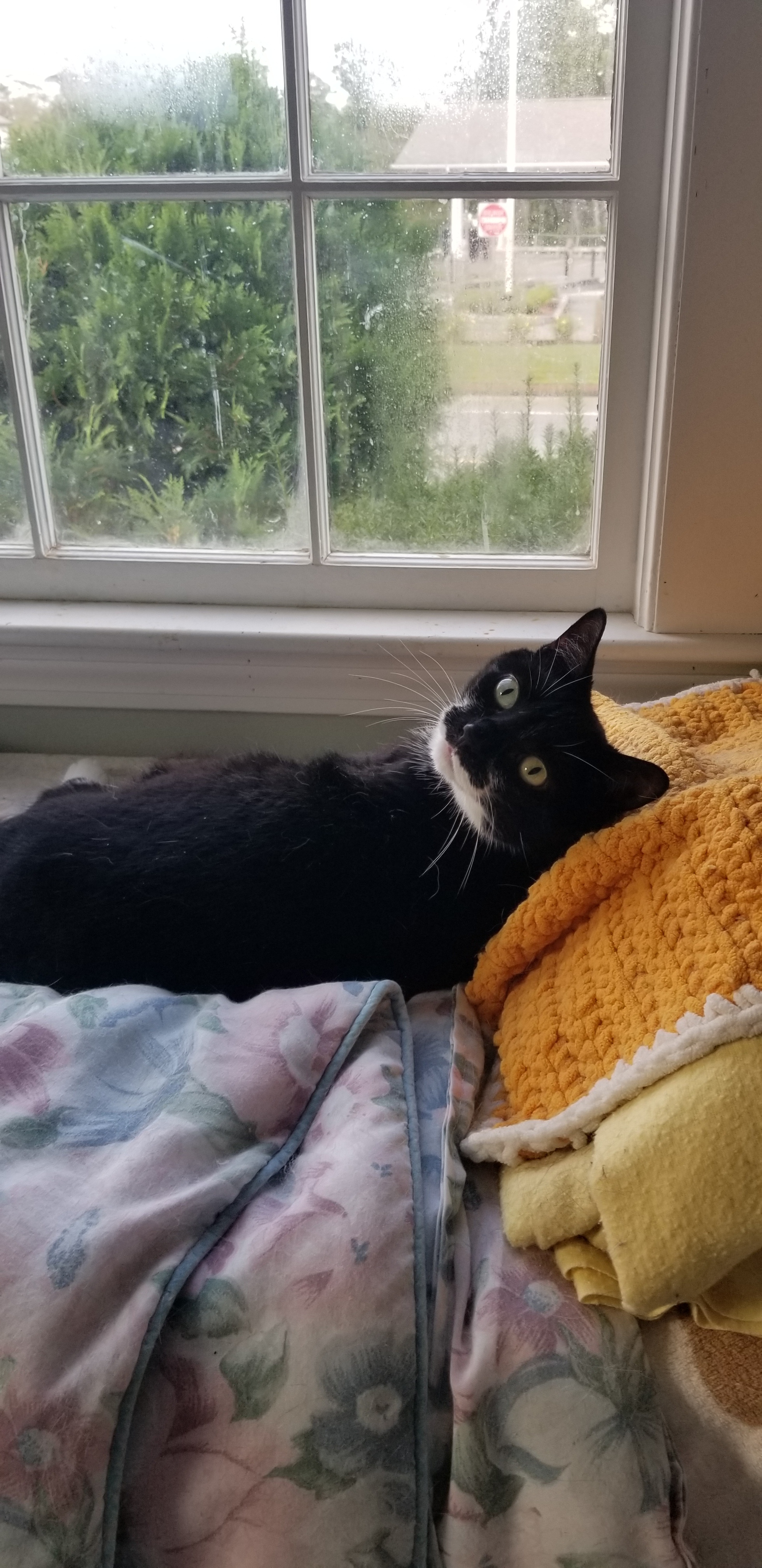 Misty, an adoptable Domestic Short Hair in South Weymouth, MA, 02190 | Photo Image 1