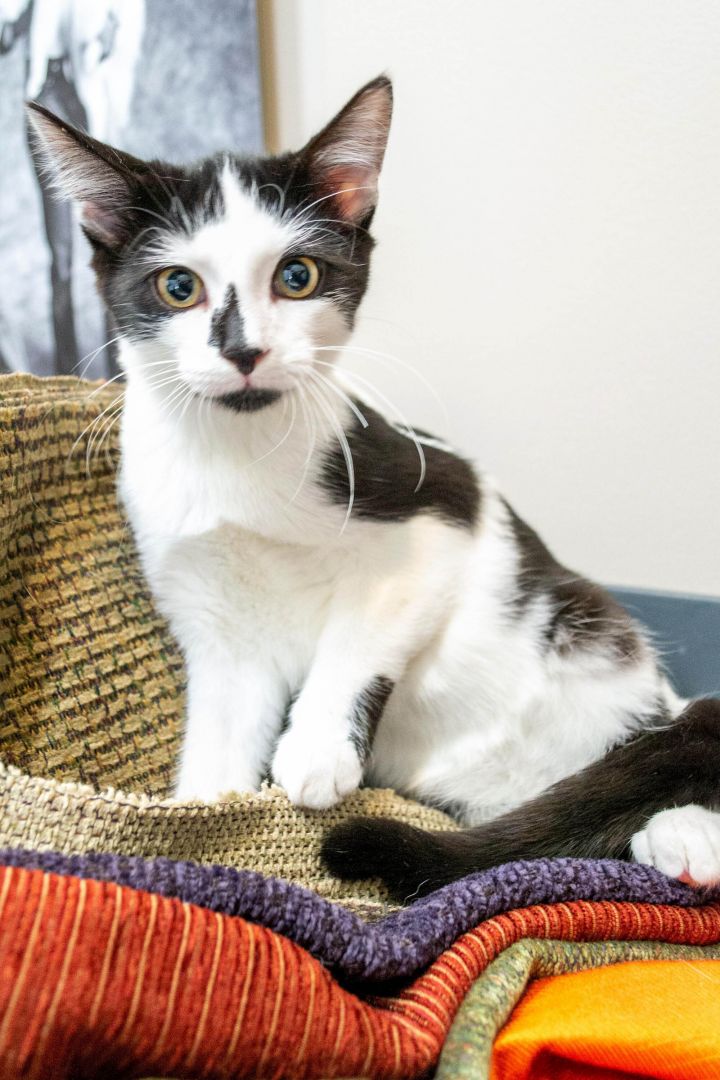 Cat for adoption Dr Pepper, a Tuxedo & Domestic Short Hair Mix in