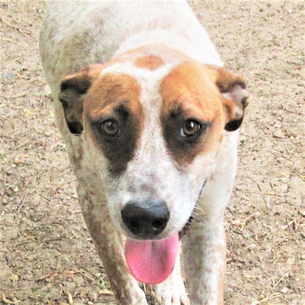Pepper, an adoptable Australian Cattle Dog / Blue Heeler, Catahoula Leopard Dog in Godley, TX, 76044 | Photo Image 2
