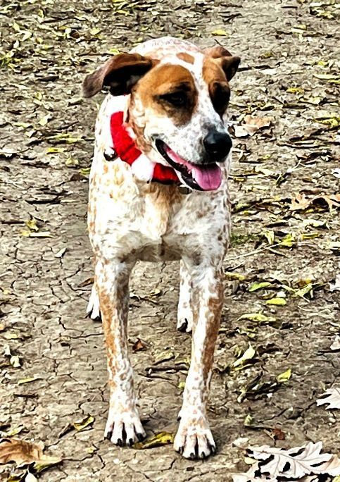 catahoula leopard dog australian cattle dog mix