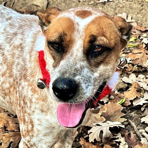 catahoula leopard dog blue heeler mix