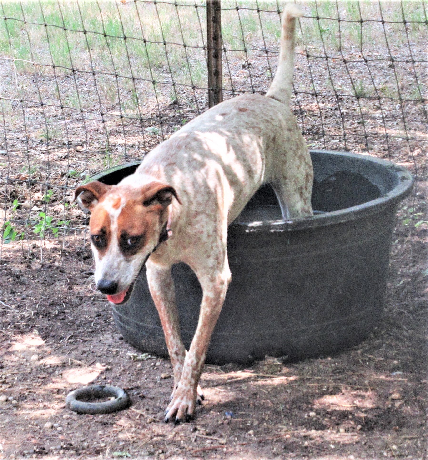 Pepper, an adoptable Australian Cattle Dog / Blue Heeler, Catahoula Leopard Dog in Godley, TX, 76044 | Photo Image 4