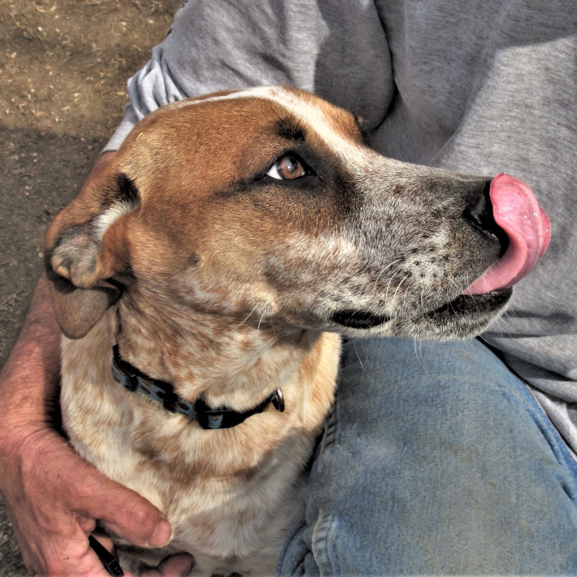 Pepper, an adoptable Australian Cattle Dog / Blue Heeler, Catahoula Leopard Dog in Godley, TX, 76044 | Photo Image 5