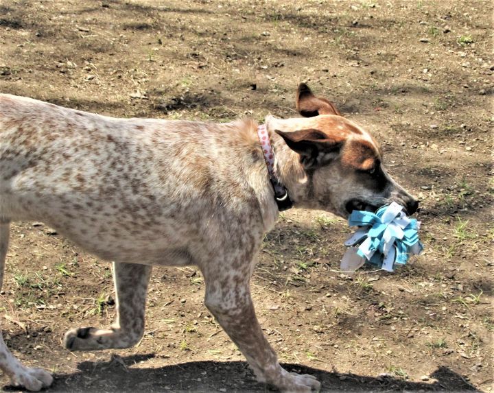 Heeler and 2024 catahoula mix