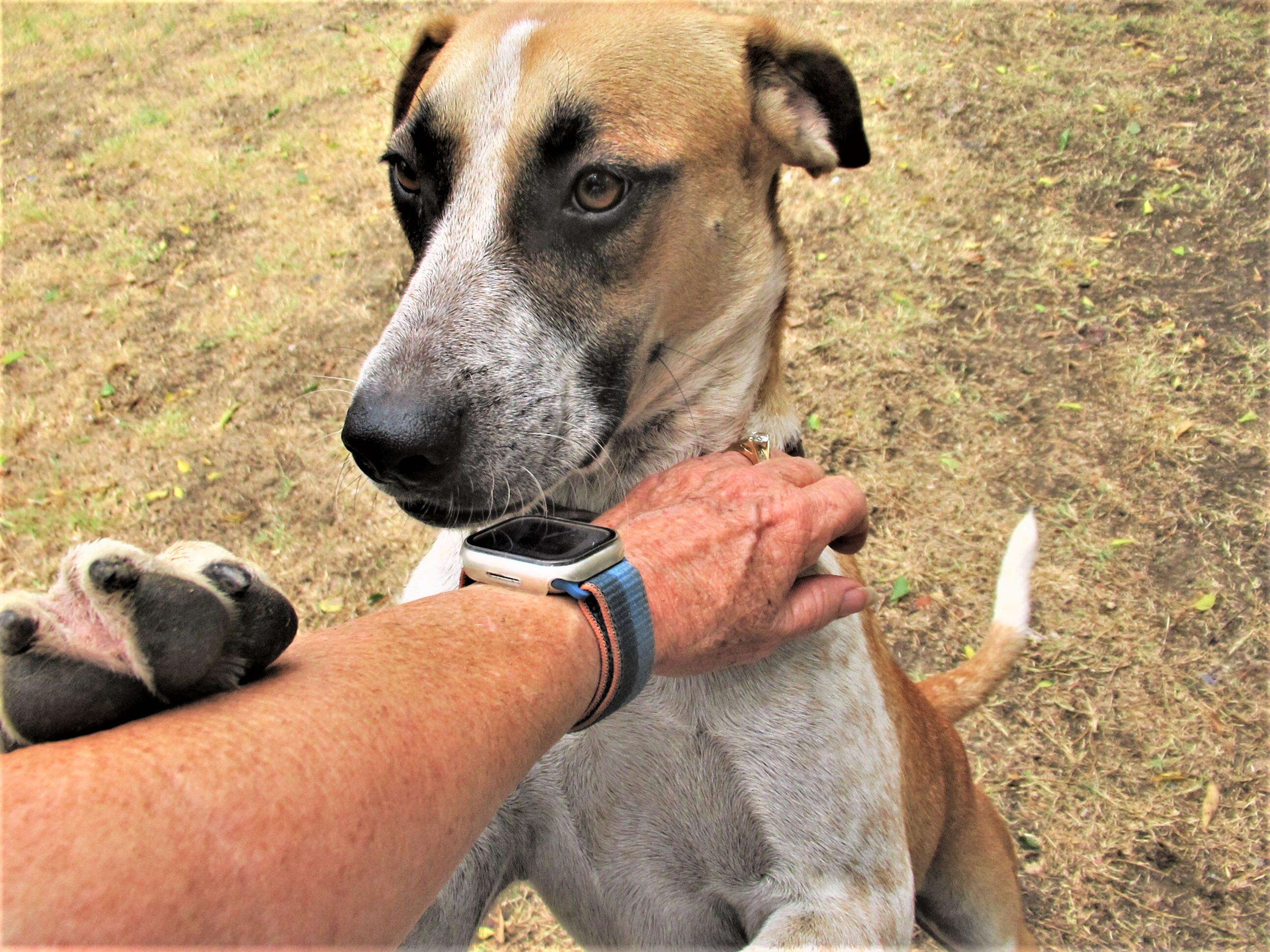 Sage, an adoptable Australian Cattle Dog / Blue Heeler, Catahoula Leopard Dog in Godley, TX, 76044 | Photo Image 3