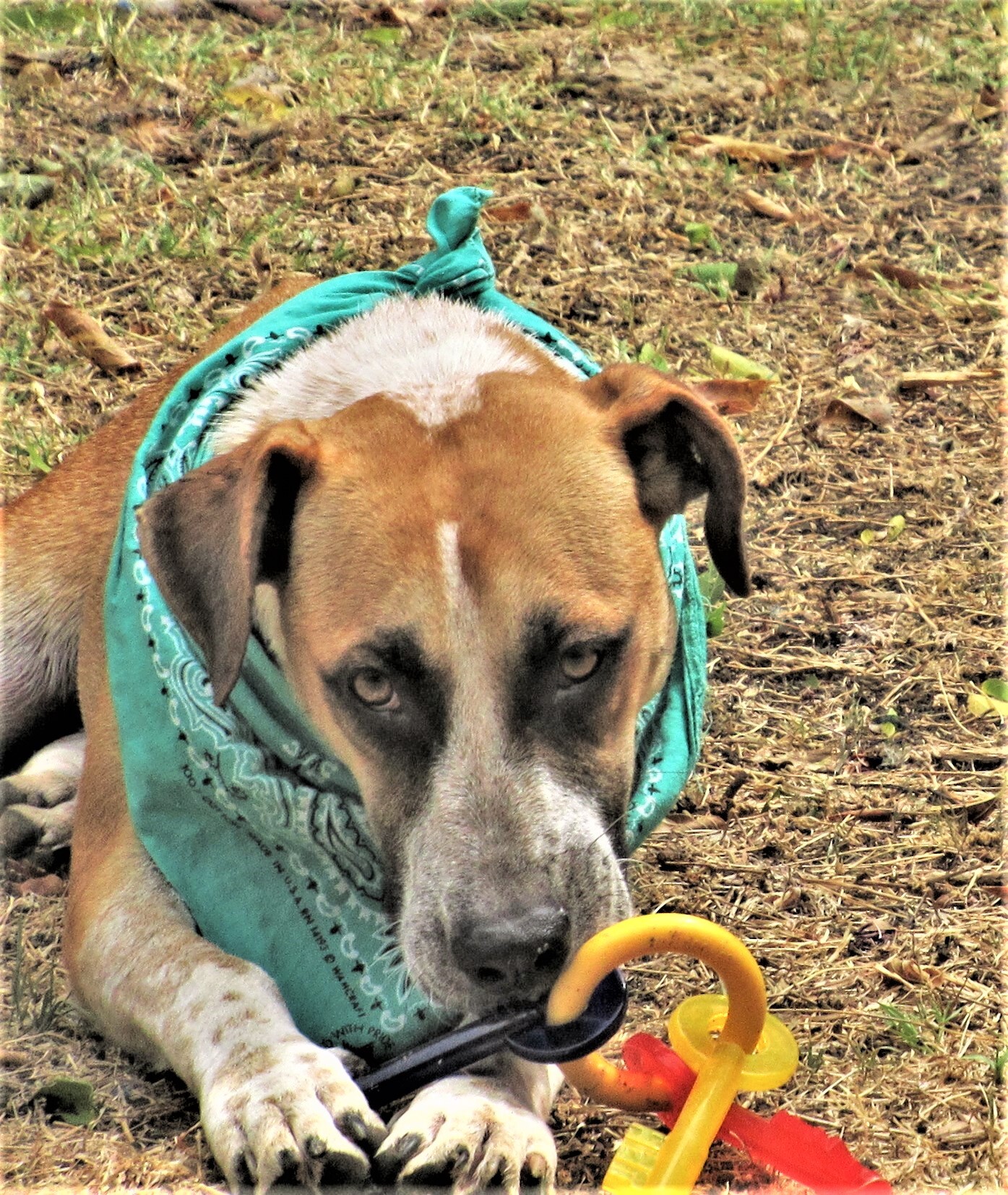 Sage, an adoptable Australian Cattle Dog / Blue Heeler, Catahoula Leopard Dog in Godley, TX, 76044 | Photo Image 6