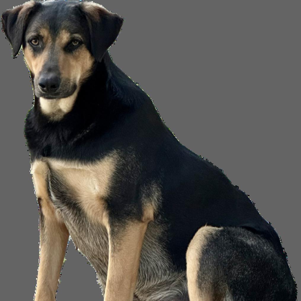 Neil, an adoptable Labrador Retriever, Shepherd in Dallas, TX, 75201 | Photo Image 1