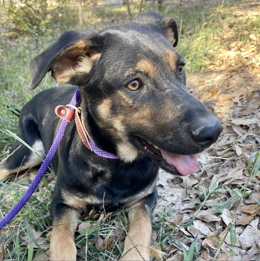 Neil, an adoptable Labrador Retriever, Shepherd in Dallas, TX, 75201 | Photo Image 2
