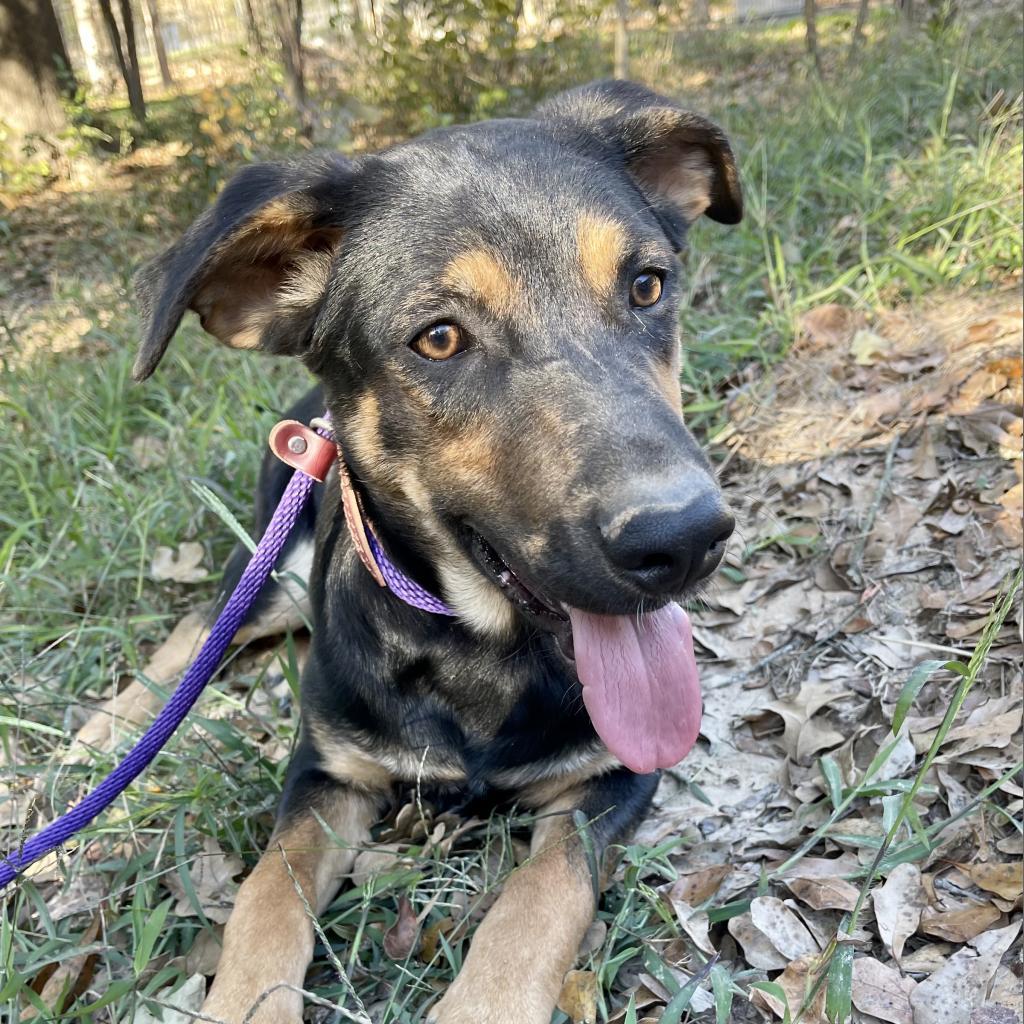 Neil, an adoptable Labrador Retriever, Shepherd in Dallas, TX, 75201 | Photo Image 3