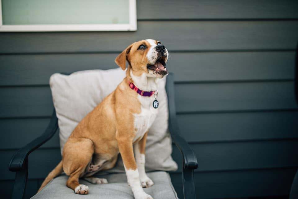Raindrop, an adoptable American Bully, German Shepherd Dog in West Richland, WA, 99353 | Photo Image 2