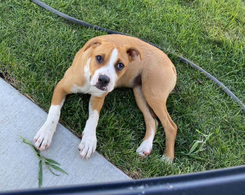 Raindrop, an adoptable American Bully, German Shepherd Dog in West Richland, WA, 99353 | Photo Image 3