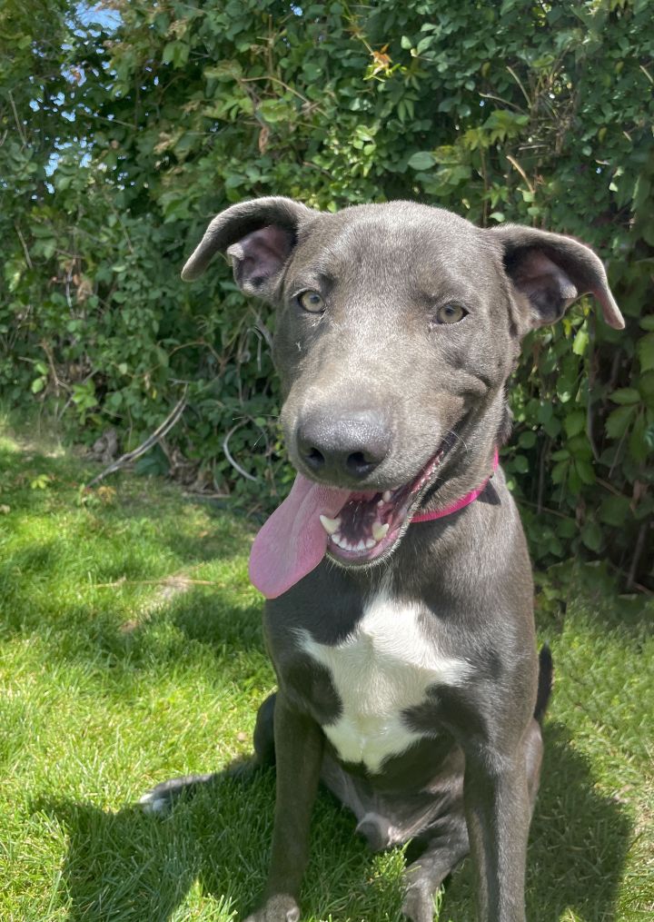 Dog For Adoption Chester A Blue Lacy Mix In Denver Co Petfinder