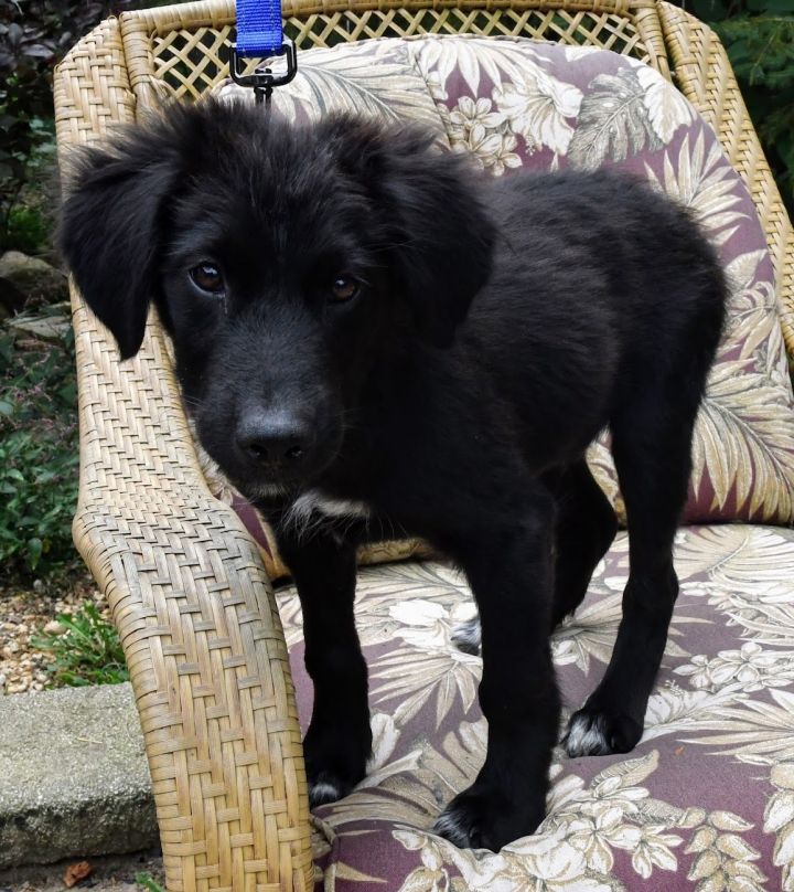 Dog For Adoption Buster A Border Collie Mix In Libertyville Il Petfinder