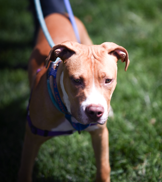 Copper, an adoptable Pit Bull Terrier in Pueblo, CO, 81001 | Photo Image 2