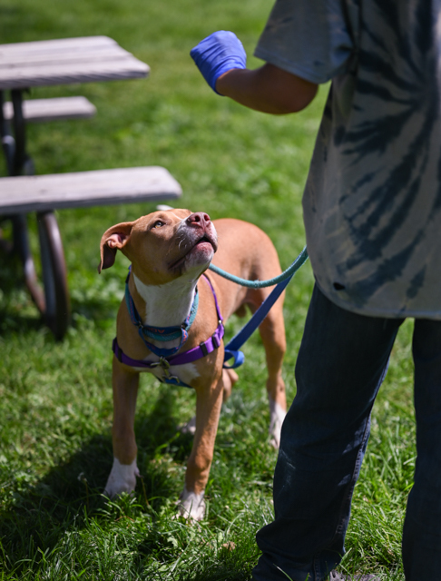 Copper, an adoptable Pit Bull Terrier in Pueblo, CO, 81001 | Photo Image 3