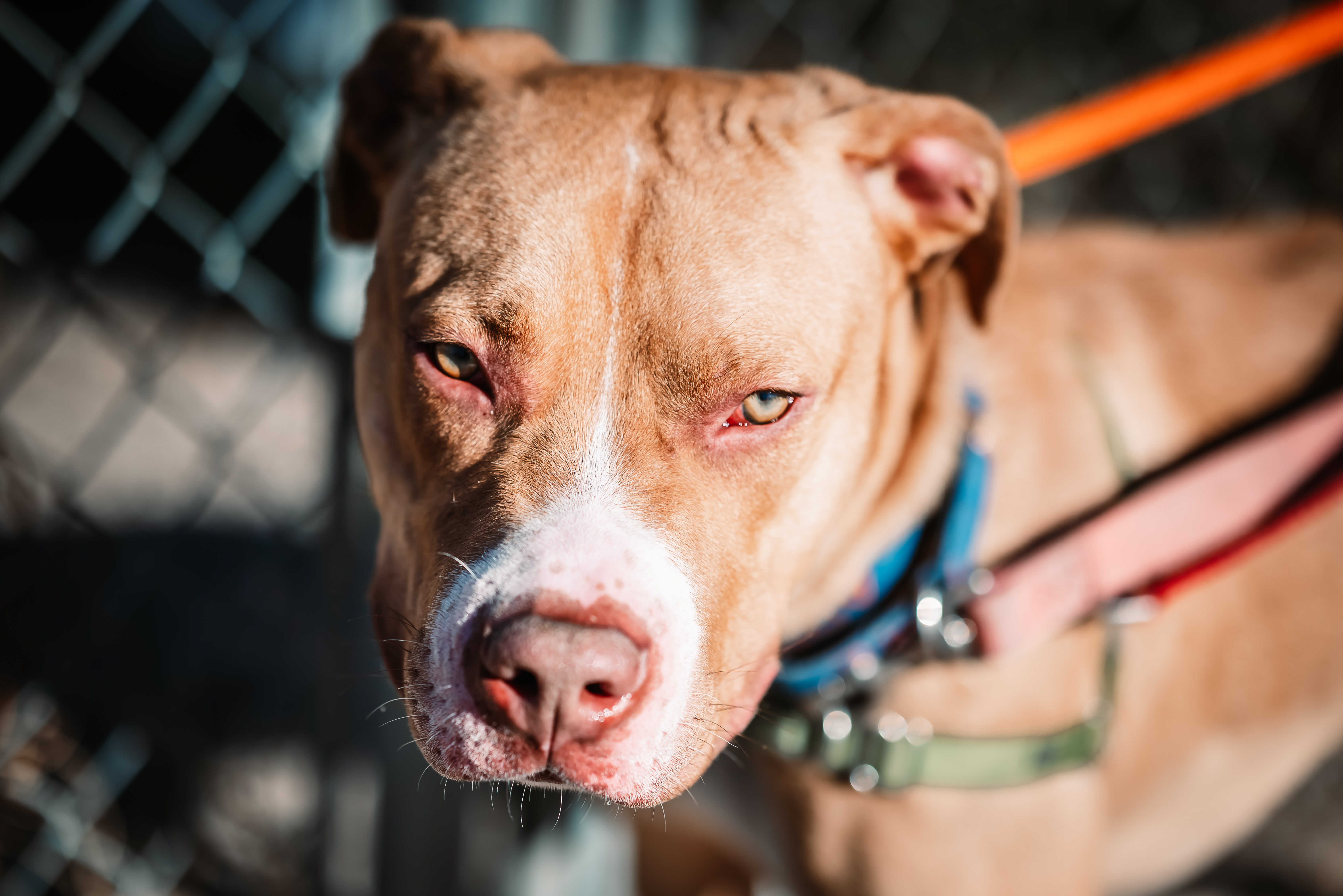 Copper, an adoptable Pit Bull Terrier in Pueblo, CO, 81001 | Photo Image 4