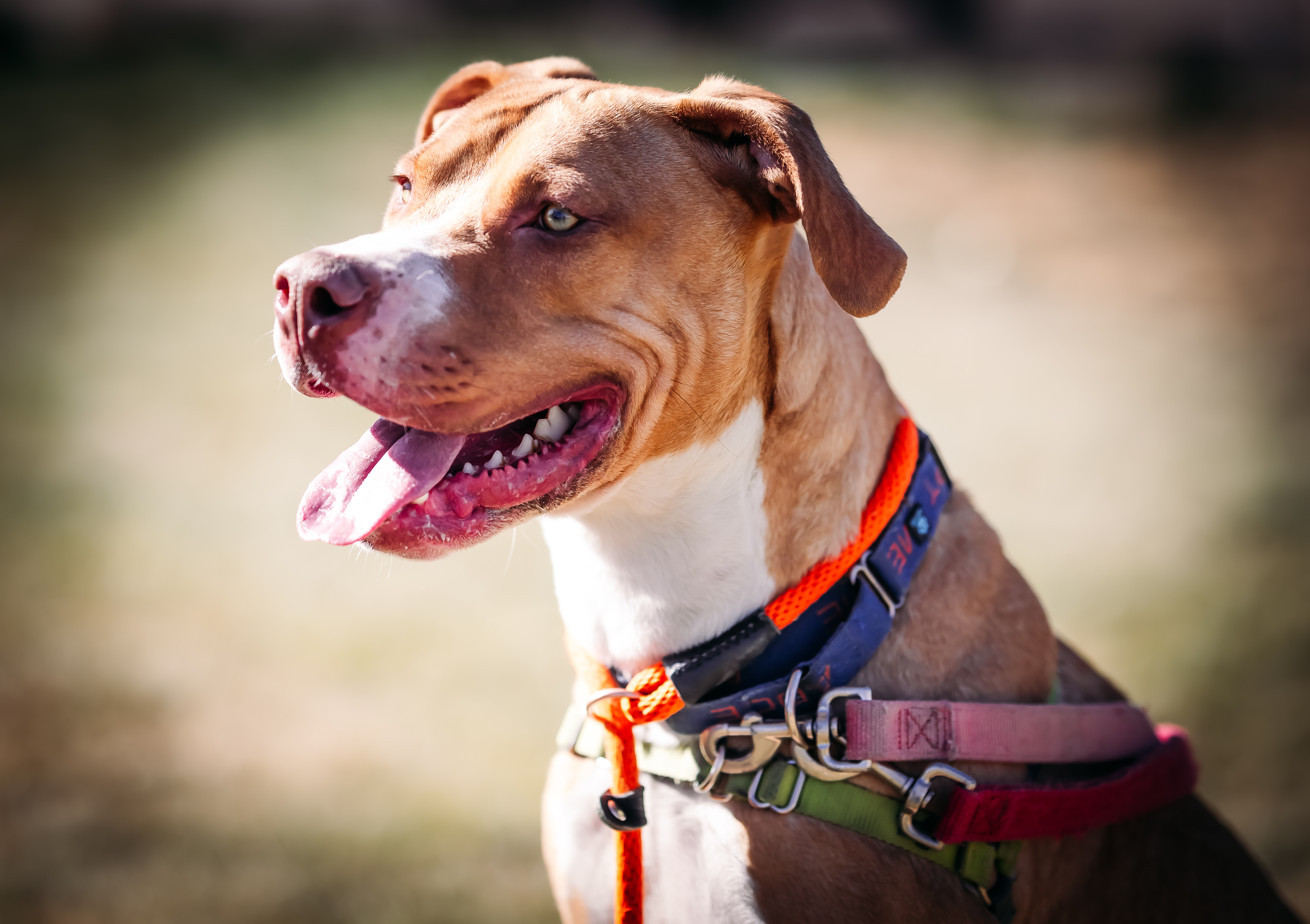 Copper, an adoptable Pit Bull Terrier in Pueblo, CO, 81001 | Photo Image 6
