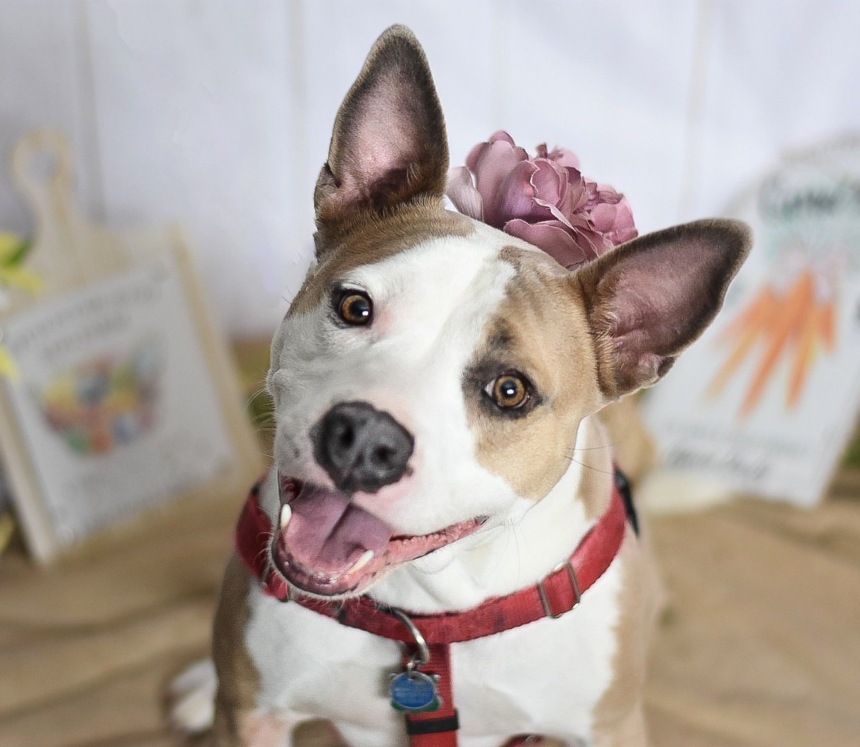 Thea, an adoptable French Bulldog in Fort Collins, CO, 80524 | Photo Image 1