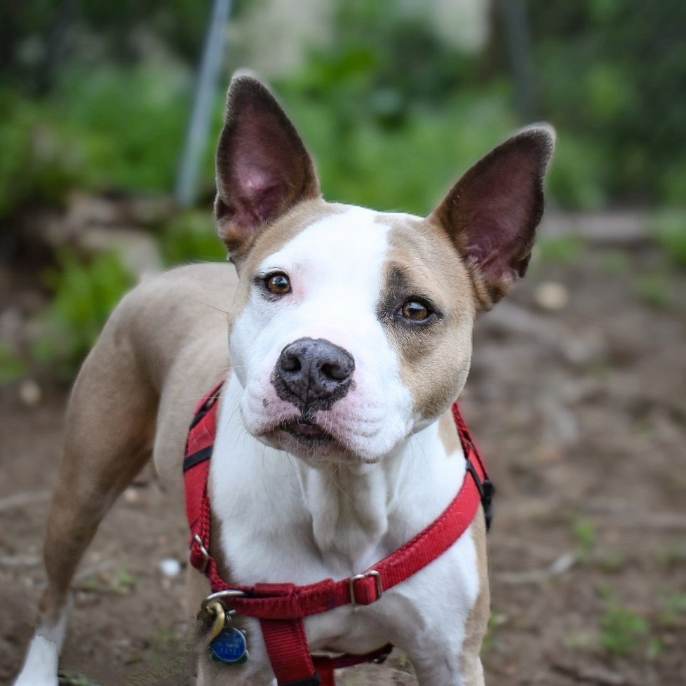 Thea, an adoptable French Bulldog in Fort Collins, CO, 80524 | Photo Image 2