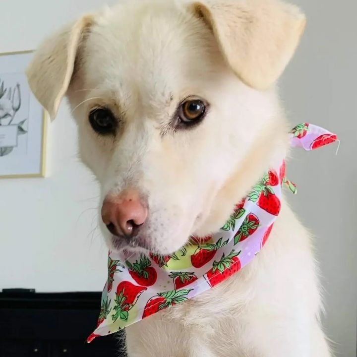 Jindo golden 2024 retriever mix