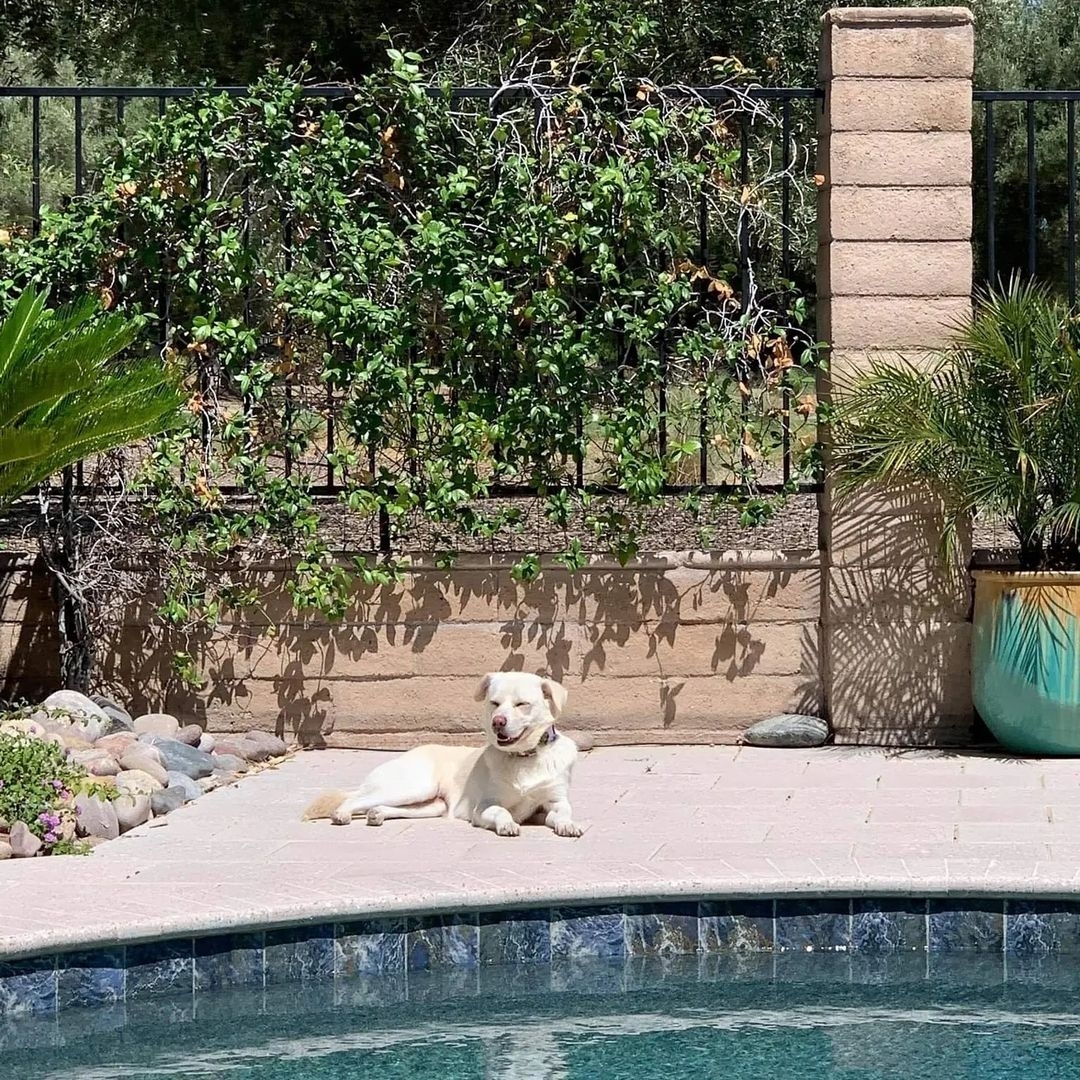 Lucy (see notes), an adoptable Labrador Retriever, Jindo in Las Vegas, NV, 89148 | Photo Image 4