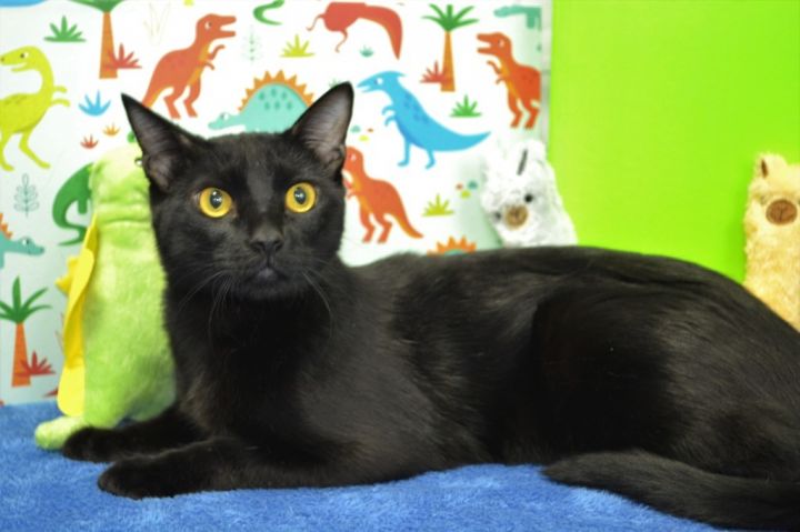 Catman, an adoptable Domestic Short Hair in Roanoke, TX_image-3