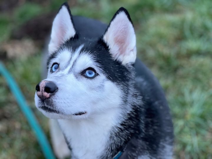 dog-for-adoption-meeka-a-husky-in-seattle-wa-petfinder