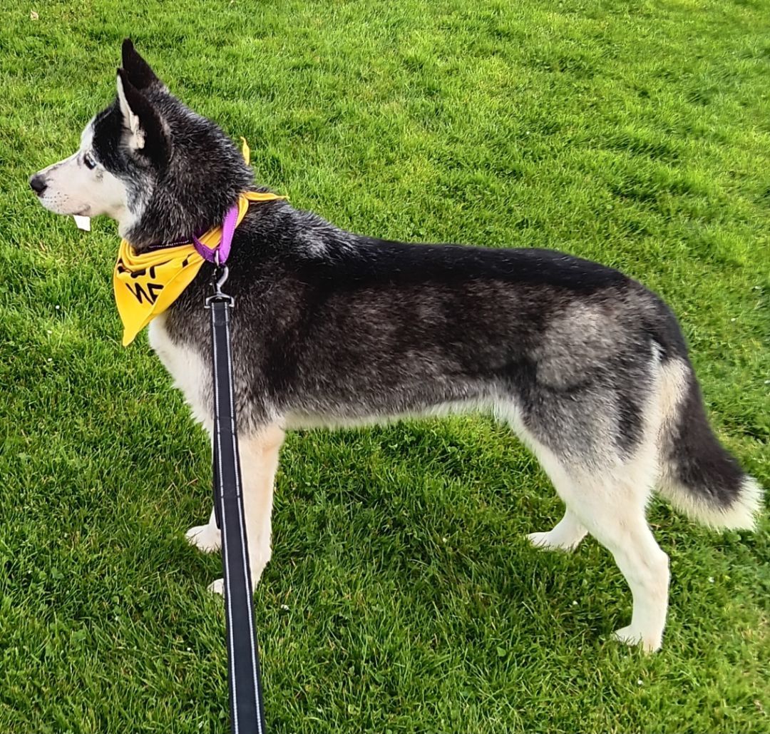 Meeka, an adoptable Husky in Seattle, WA, 98115 | Photo Image 3