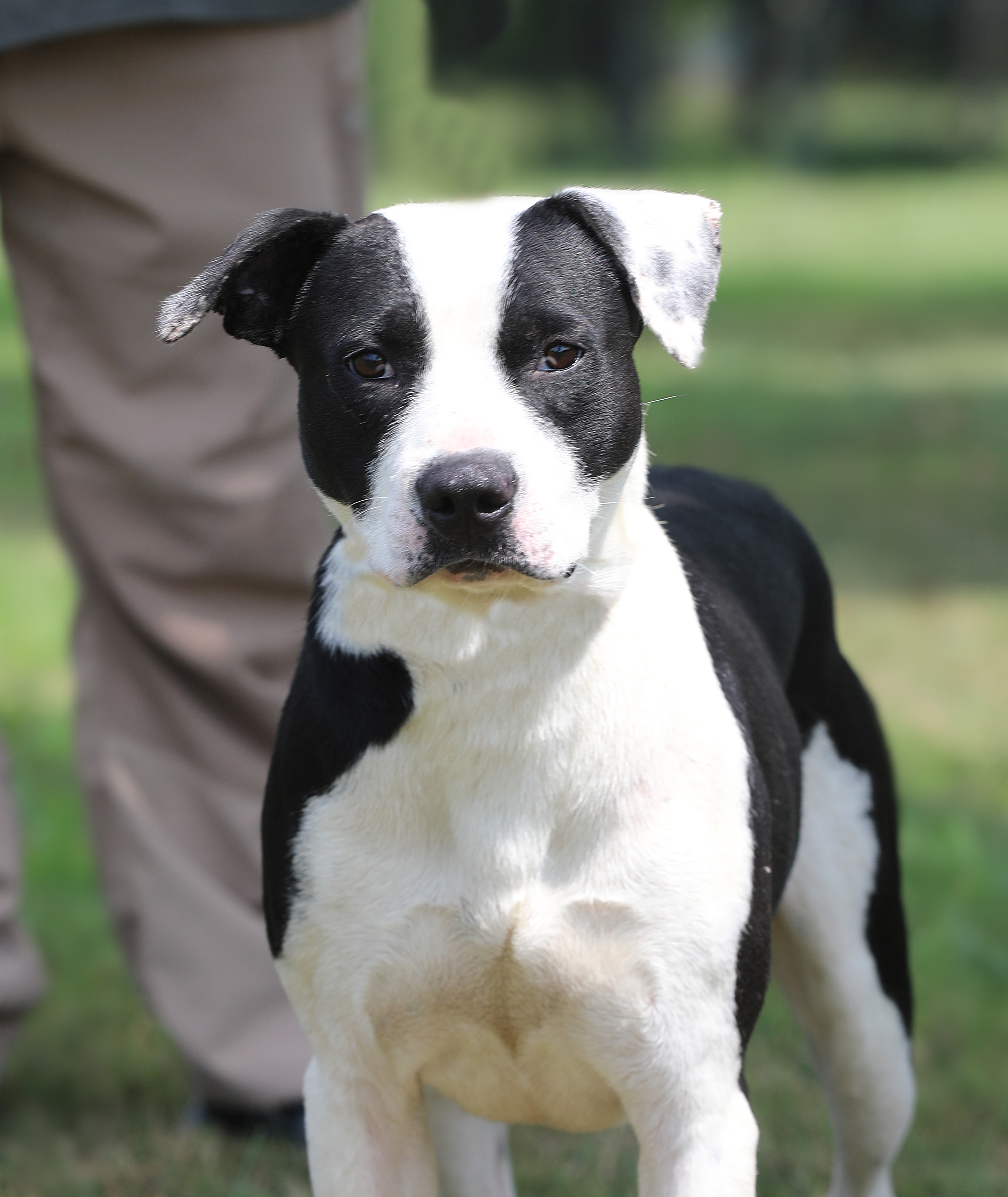 Oreo, an adoptable Terrier in Madisonville, KY, 42431 | Photo Image 1