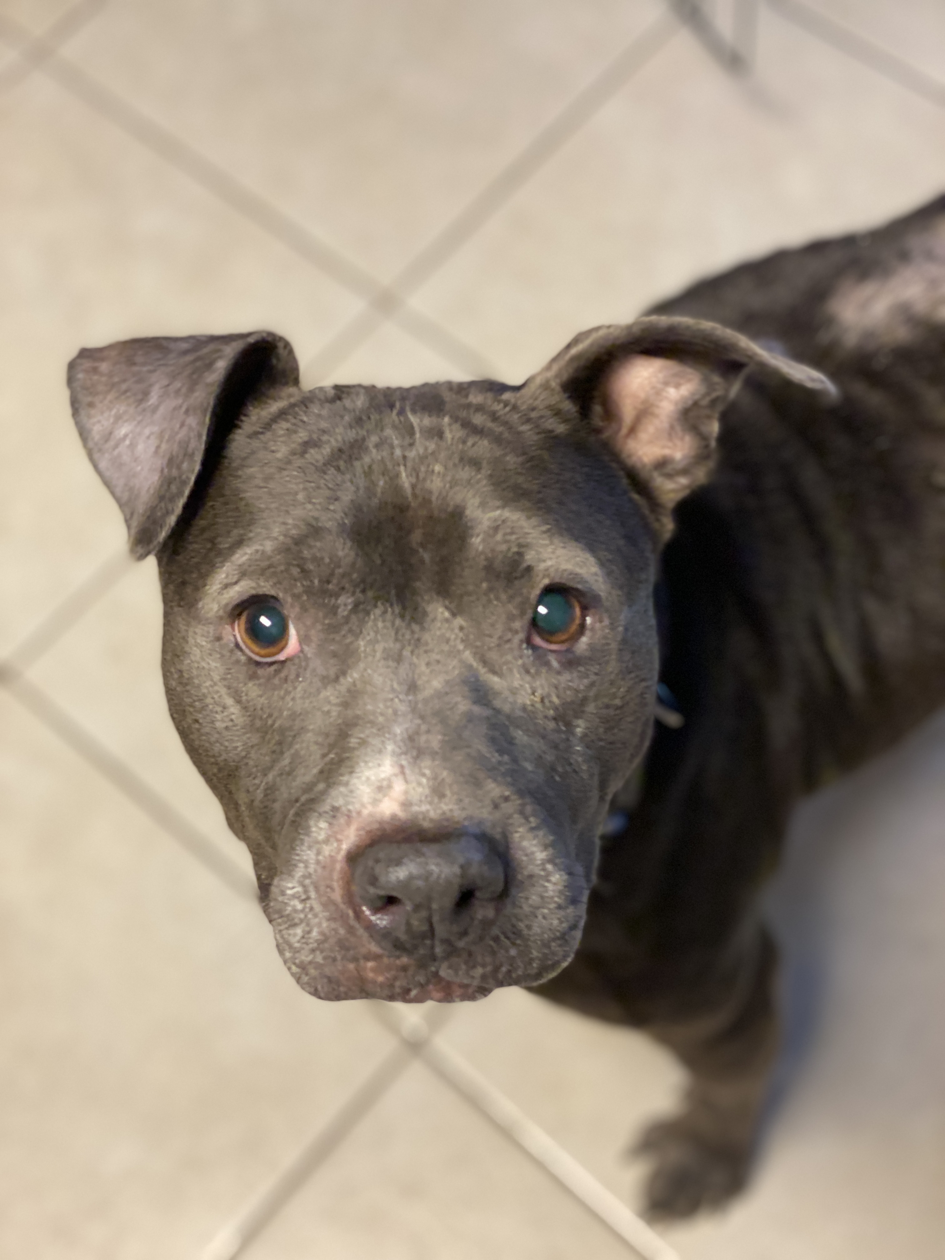 Tank, an adoptable American Staffordshire Terrier in Kansas City, MO, 64105 | Photo Image 2