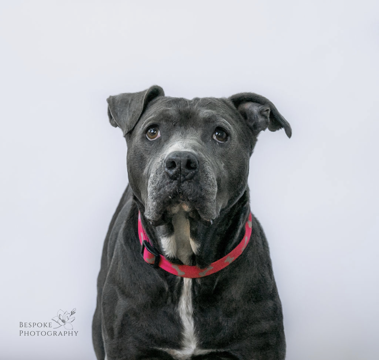 Tank, an adoptable American Staffordshire Terrier in Kansas City, MO, 64105 | Photo Image 1