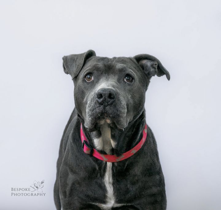 Tank, an adoptable American Staffordshire Terrier Mix in Kansas City, MO_image-4