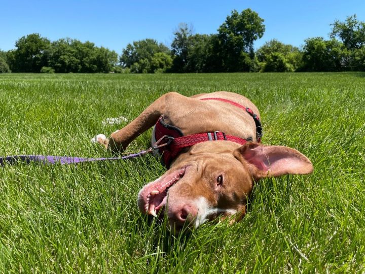 Gabe, an adoptable American Staffordshire Terrier & Labrador Retriever Mix in Kansas City, MO_image-1