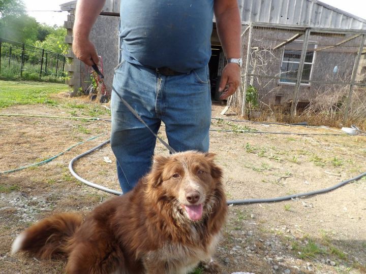 Dog for adoption - Trixie, an Australian Shepherd &amp; Cattle Dog Mix in