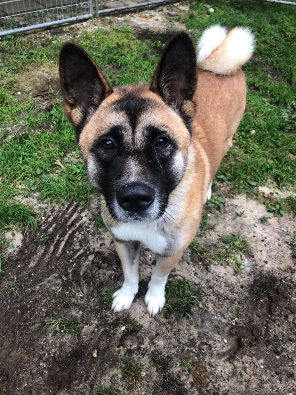 Available - Big East Akita Rescue